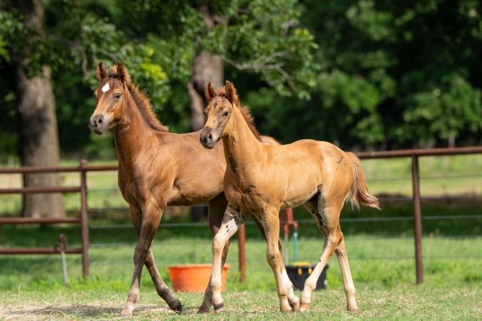 Lisa Mauzerall July 2026 yearlings & babies